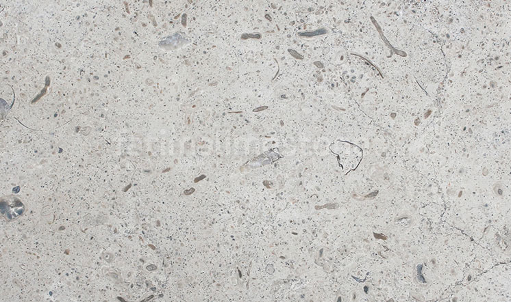 Fatima Blue Shelly limestone